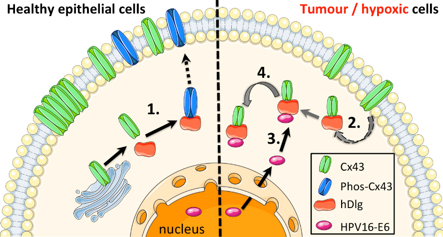 Skin cell diagram