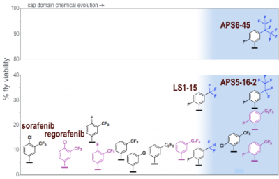 Summary of chemical evolution from sorafenib (5% fly viability rescue) to APS6-45 (85% rescue).