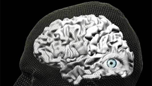 computer simulation of a mesh human head with a grey scan/simulation of a brain with well defined wrinkles. At the back end of the brain the shape of an eye with blue pupil can be discerned