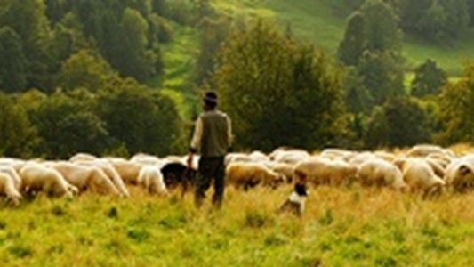 photo of a lush landscape with voluminous trees in the background, a herd of white sheep grazing with a dog watching them closely, and a shepherd turned with their back to the camera