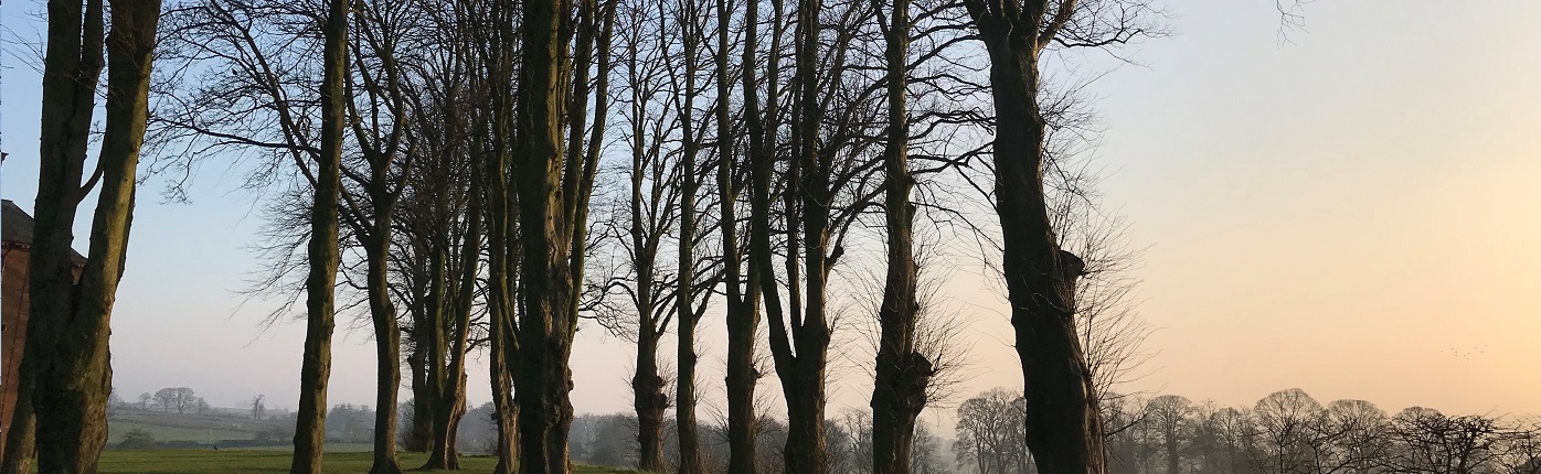 Trees at sunset on Dumfries Campus