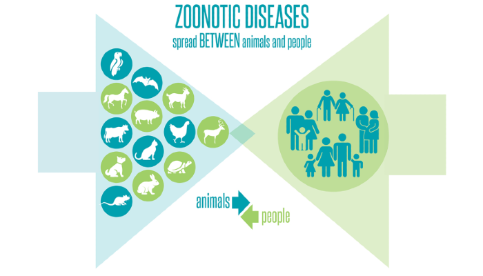 Zoonotic diseases graphic