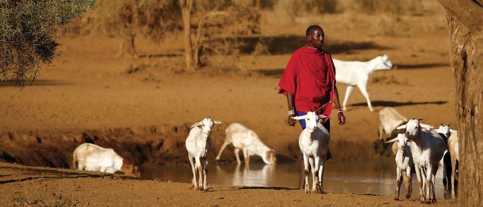 Farmers with their livestock in Africa