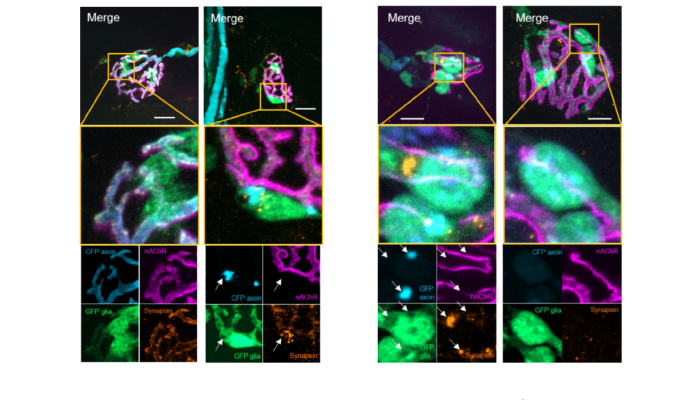 Perisynaptic Schwann Cell over a neuromuscular junction