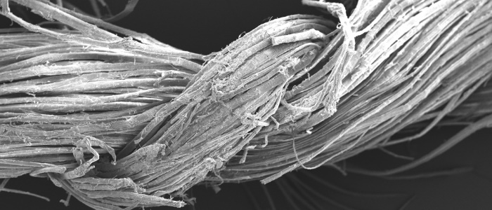 Plant fibres