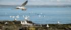 Herring gulls on Lady Isle 700
