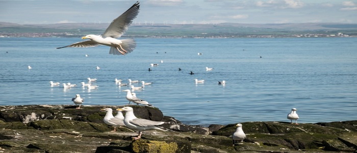 Herring gulls on Lady Isle 700