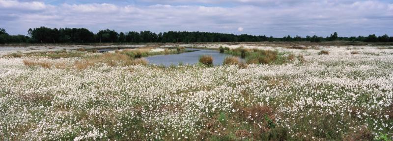 View Across Hatfield Moors’ cotton grass vegetation (photo: Peter Roworth copyright, with permission)