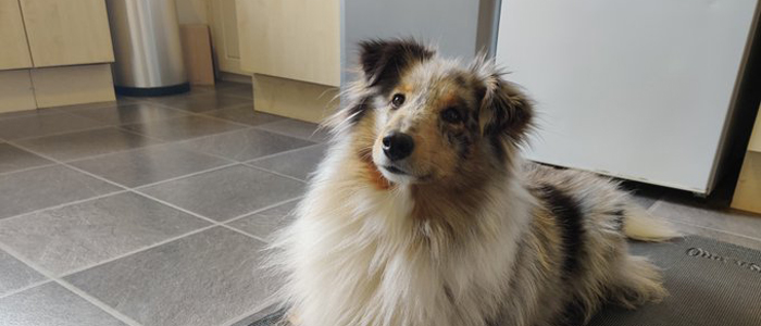 Photo of rough-coated collie