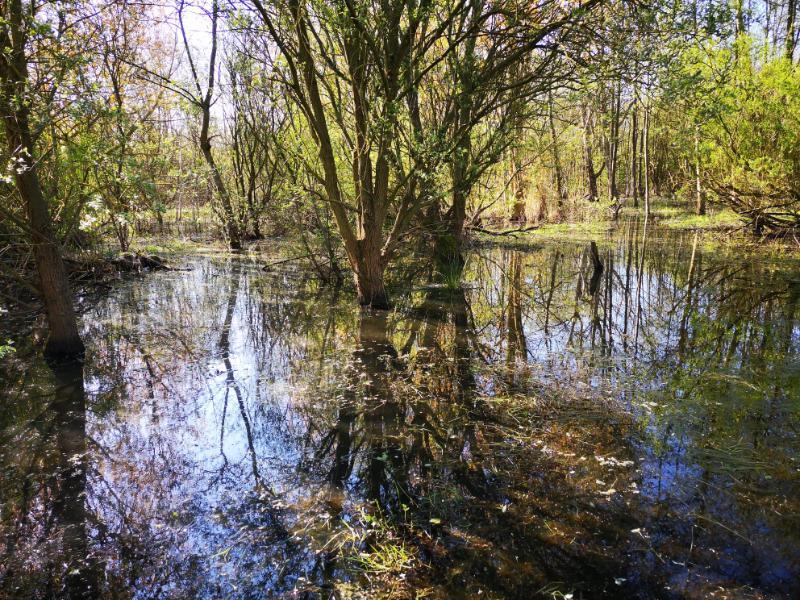 Fig 6: Alder carr wet woodland typical of many areas of the Humberhead Levels landscape before widespread drainage