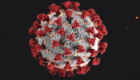 A single coronavirus cell