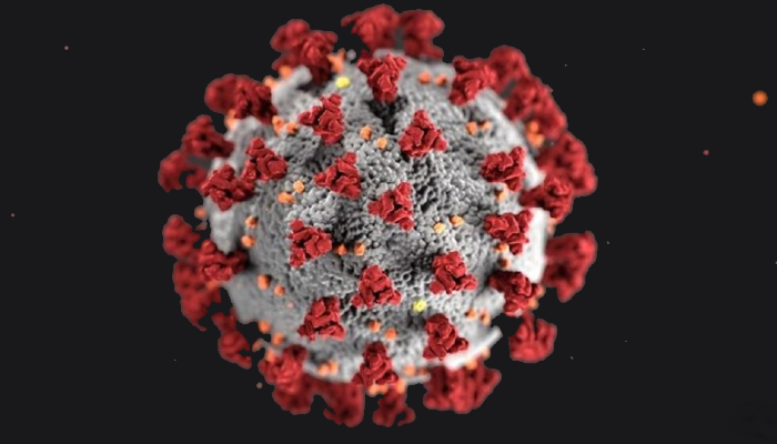 A single coronavirus cell