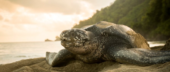 Leatherback nesting photo Jack Rawlinson