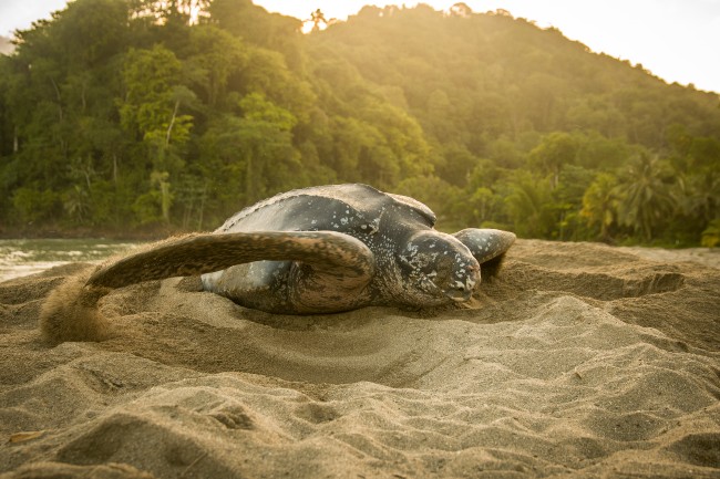 Leatherback making a decoy nest photo Jack Rawlinson