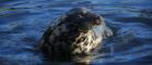 Grey seal mother, credit Patrick Pomeroy
