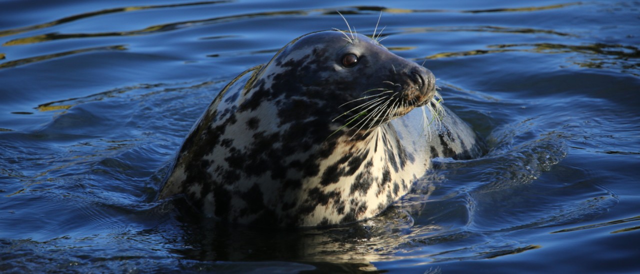 Grey seal mother, credit Patrick Pomeroy
