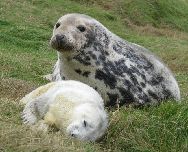 Grey seal mother and pup, credit  Patrick Pomeroy