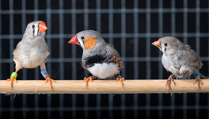 a picture of Animal Welfare_Tile_Finches