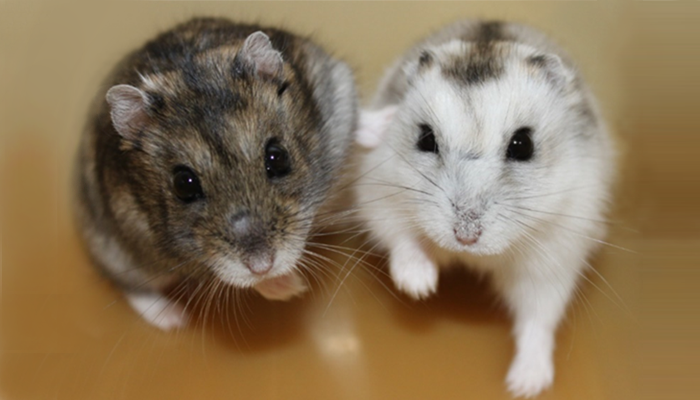 a pic of mice for Organismal tile
