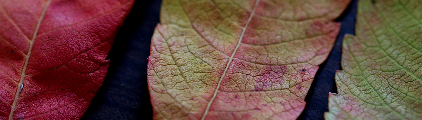 Three green and orange leaves