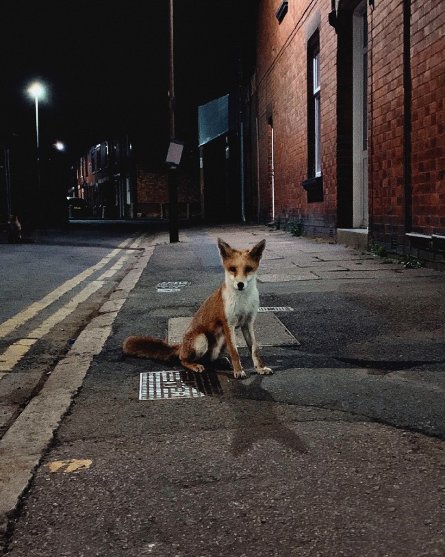 urban fox 650 credit Sean Page