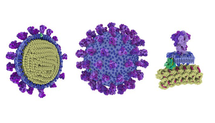 Three different virtual 3D illustrations of the SARS-CoV-2 virus particle