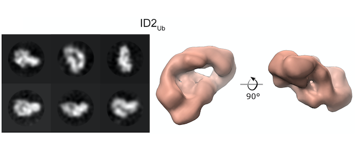Figure from paper showing structure of ID2Ub