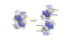 A schematic model for the conformational transition of AdhE and its implication for AdhE activity.