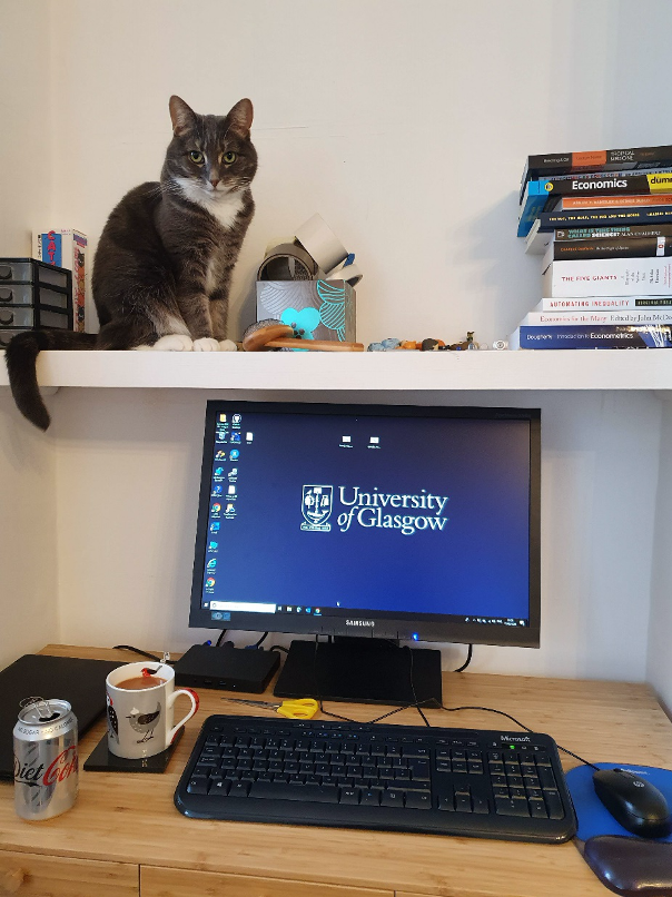 An image of a workstation and a cat