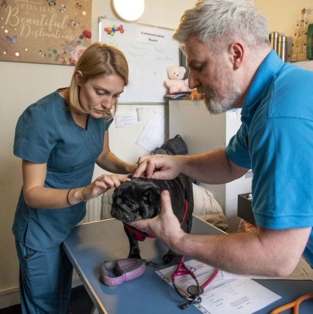 Photography of University Vet and fourth year vet student treating a black pug dog