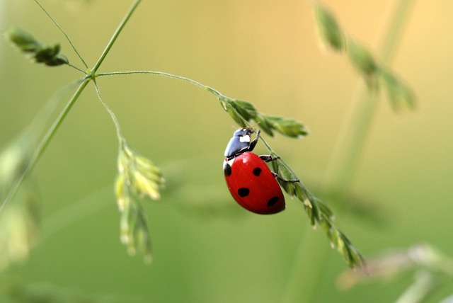 picture of ladybird on crop