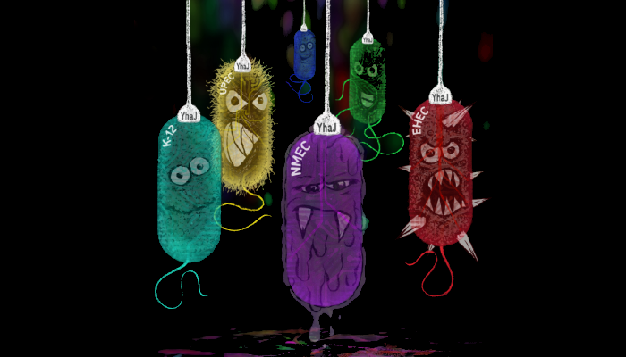 Cartoon showing different E. coli strains and how their genes are affected by the protein we studied, YhaJ. Image credit: @Eliza_coli