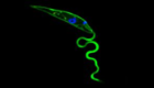 Mitograph of Leishmania