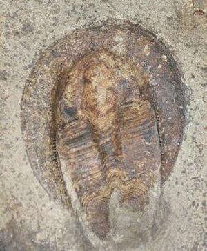 Trilobite. Ordovician epoch. Girvan, Scotland. GLAHM:114854.