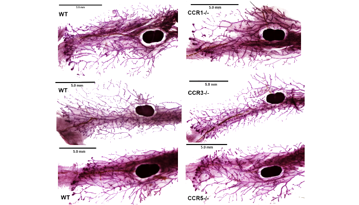 Research Fig showing ductal branching in the pubertal mammary gland is regulated by CCR1.