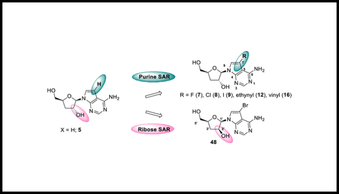 Figure from the research paper Structure–Activity Relationship Exploration of 3′-Deoxy-7-deazapurine Nucleoside Analogues as Anti-Trypanosoma brucei Agents