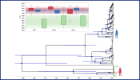 Fig. 5 from the paper: Time-measured phylogenetic estimates and divergence times for sarbecovirus lineages using an HCoV-OC43-centred rate prior.