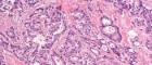 Image of a histology section