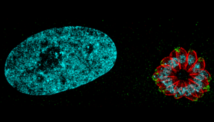 Colourful images recorded using a super-resolution microscope
