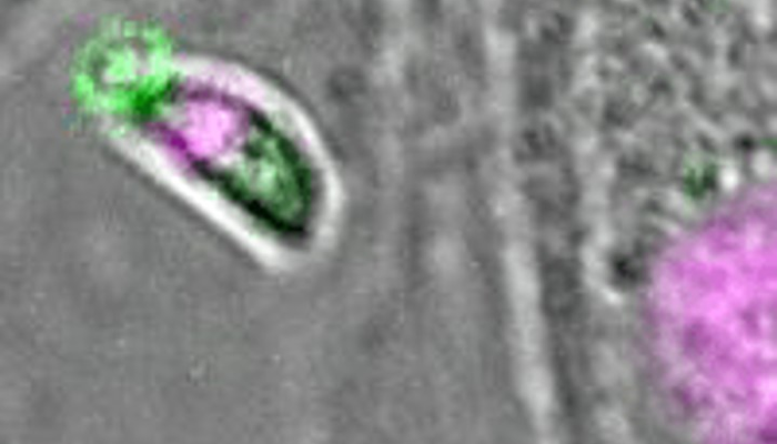 A still from a video of live imaging by Mario Del Rozario, Meissner group