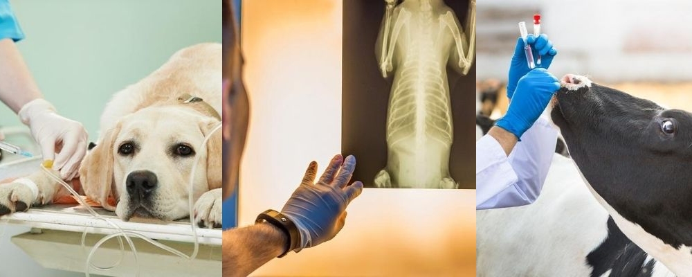 montage of dog and cow being treated by a vet