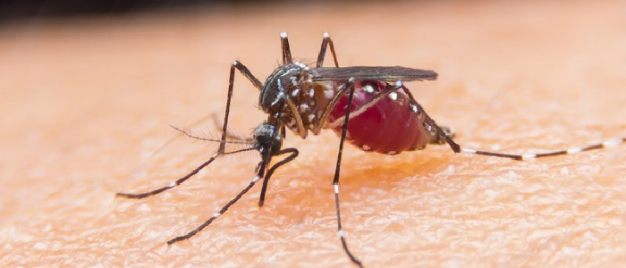 Anopheles Mosquito