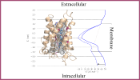 The TbAQP2 protein in light brown, and the pentamidine molecule in dark blue (mostly), modelled inside the pore, which is indicated by a mesh (modelling by Molecular Dynamics, performed for us in collaboration by Ulrich Zachariae, University of Dundee). The energy curve to the right indicated the energy of the interaction, showing it is optimally bound when the middle.