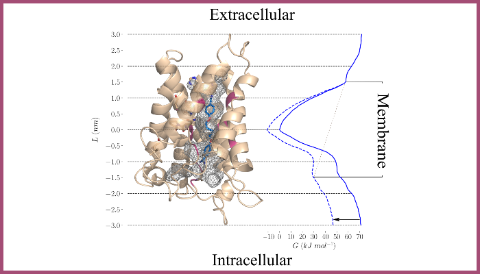 The TbAQP2 protein in light brown, and the pentamidine molecule in dark blue (mostly), modelled inside the pore, which is indicated by a mesh (modelling by Molecular Dynamics, performed for us in collaboration by Ulrich Zachariae, University of Dundee). The energy curve to the right indicated the energy of the interaction, showing it is optimally bound when the middle.