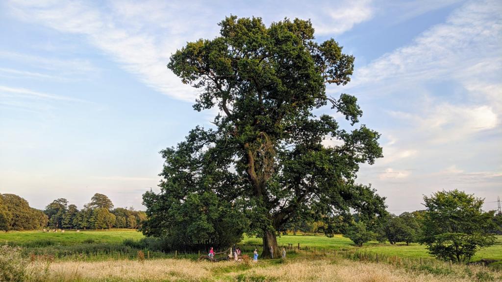 Big Tree at Cochno Farm