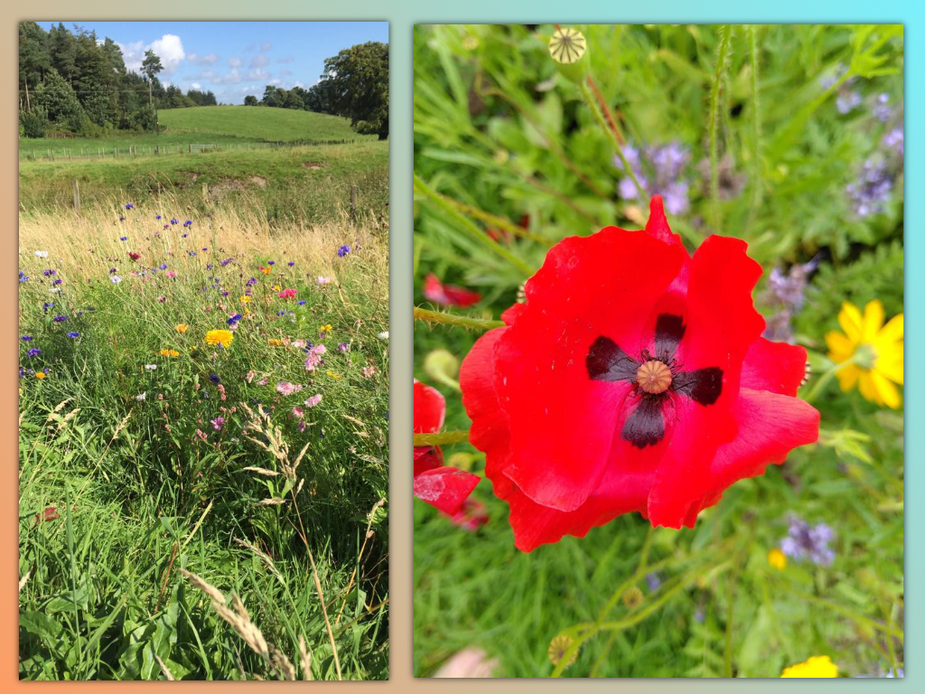 Meadow and red flower at Cochno