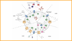 Examples of TCS and their role in S. aureus host adaptation and antimicrobial resistance 700x400.png 