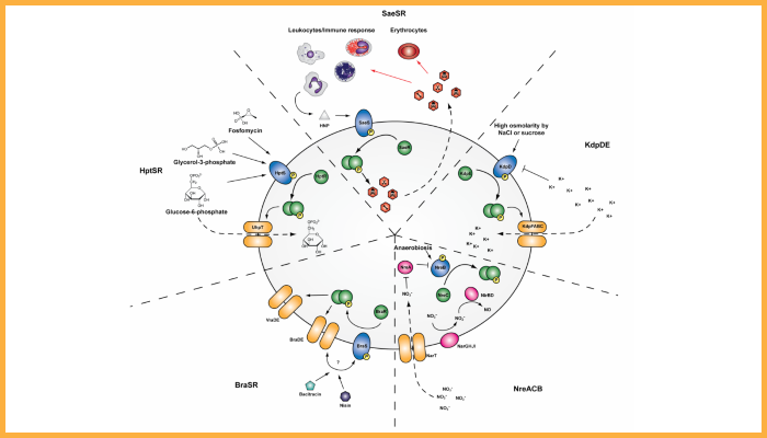 Examples of TCS and their role in S. aureus host adaptation and antimicrobial resistance 700x400.png