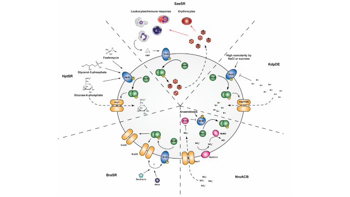 Examples of TCS and their role in S. aureus host adaptation and antimicrobial resistance