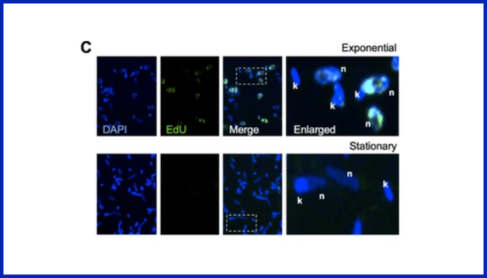 Fig 1C from Genome duplication in Leishmania major relies on persistent subtelomeric DNA replication